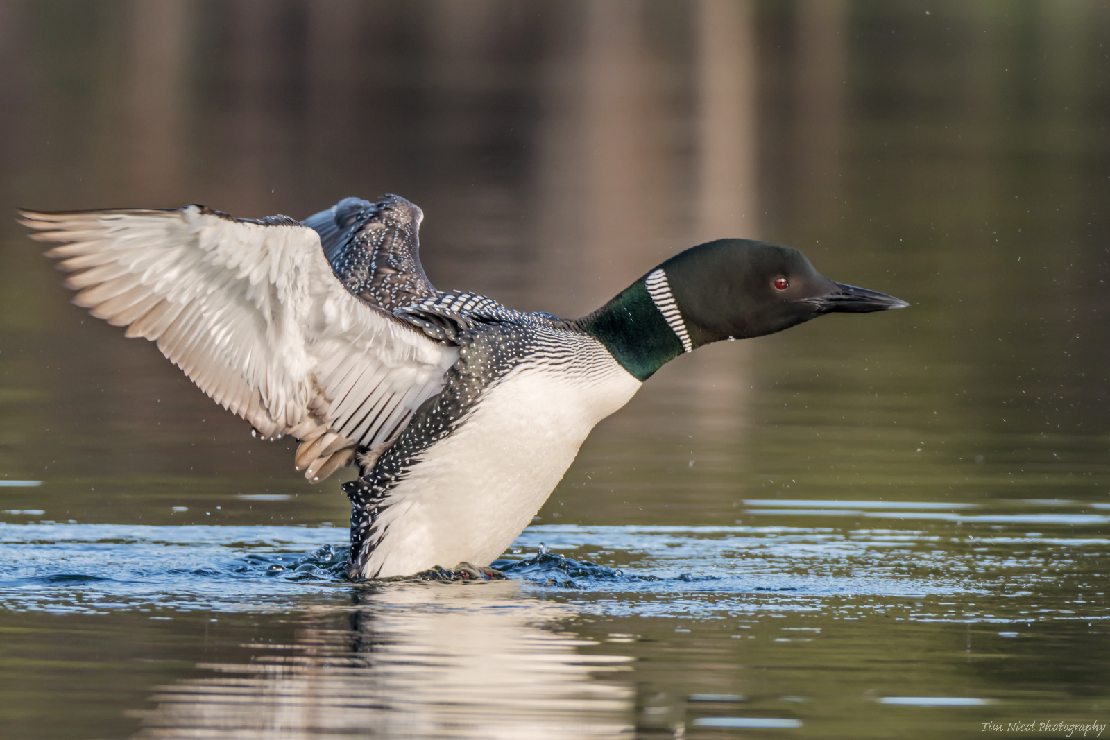 Common Loon 